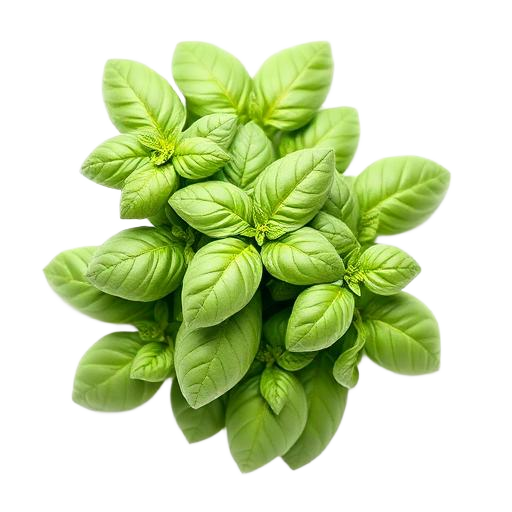 Basil