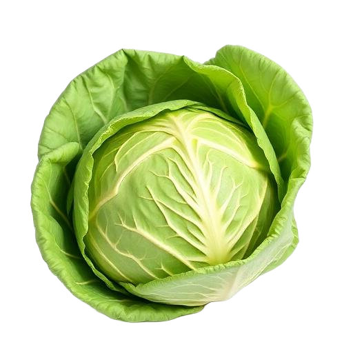 Green Cabbage