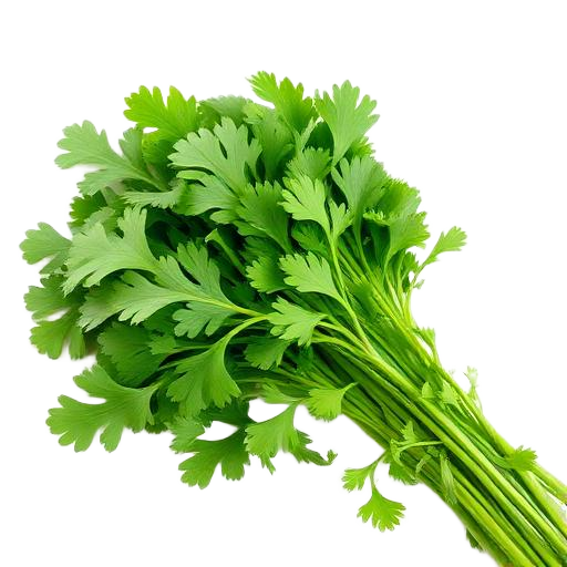 Cilantro