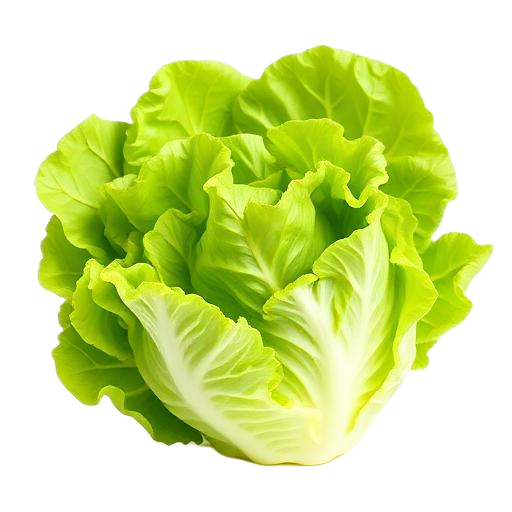 Romaine Lettuce