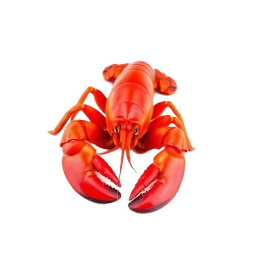 Lobster