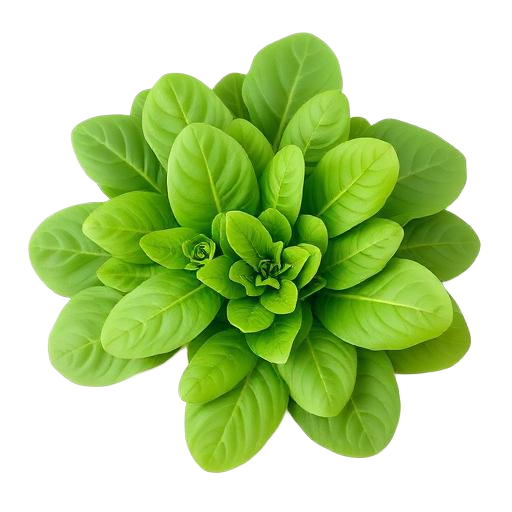 Greenhouse Spinach