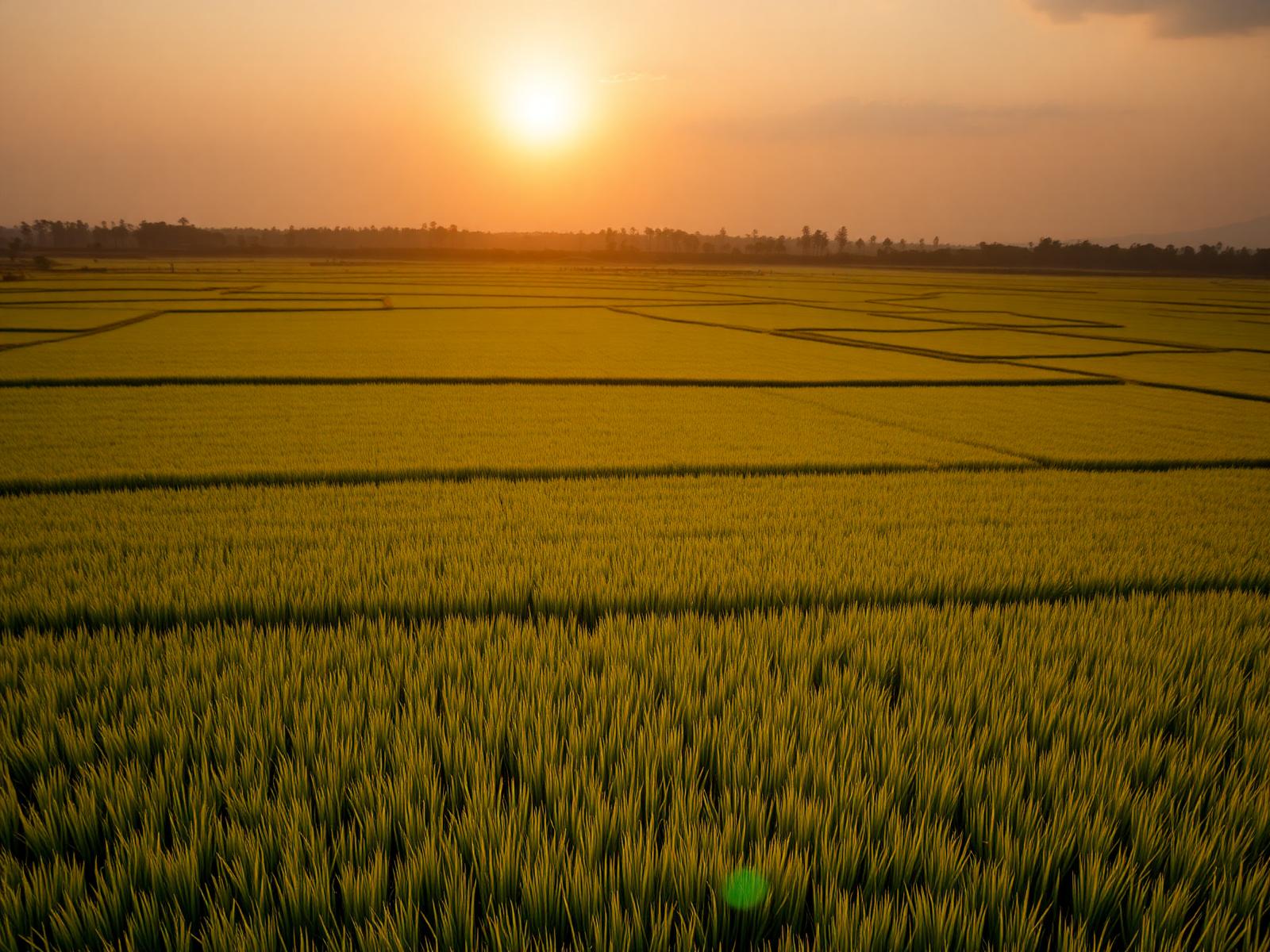 Rice Exports
